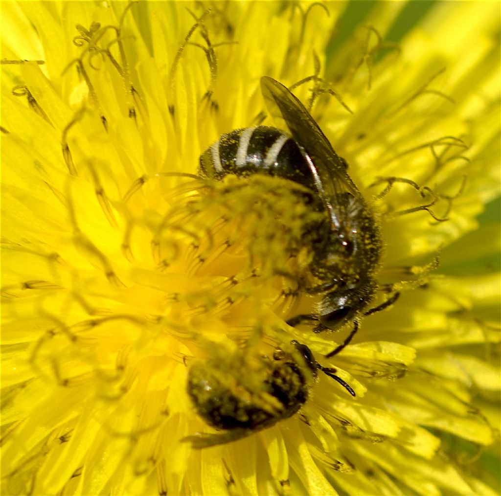 Apidae Halictinae: Lasioglossum sp., femmina